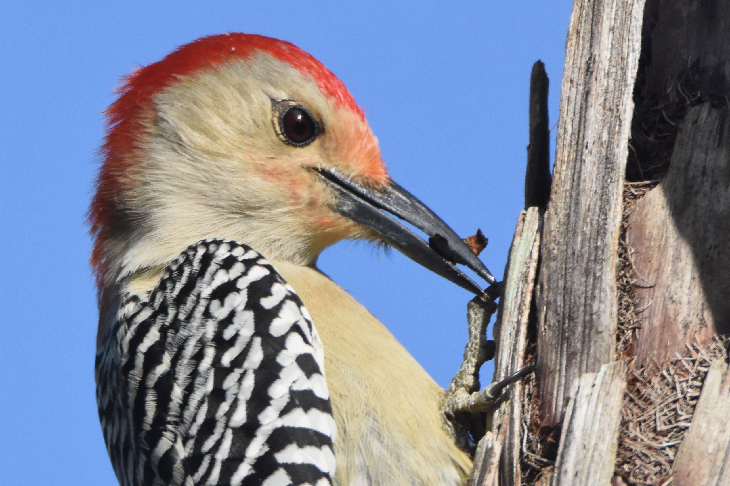 Red-Bellied Woodpecker